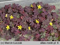 Oxalis repens (szczawik płożący się)