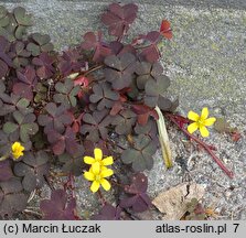 Oxalis repens (szczawik płożący się)