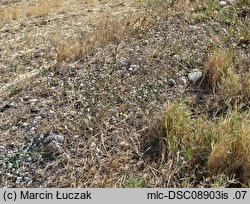 Chondrilla juncea (chondrilla sztywna)