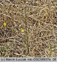 Chondrilla juncea (chondrilla sztywna)