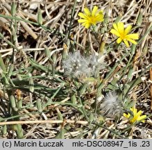 Chondrilla juncea (chondrilla sztywna)