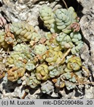 Sedum dasyphyllum (rozchodnik brodawkowaty)