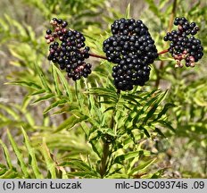 Sambucus ebulus (bez hebd)