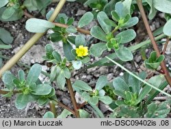 Portulaca oleracea (portulaka pospolita)