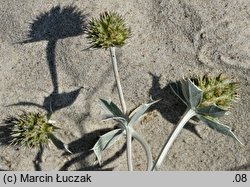 Eryngium maritimum (mikołajek nadmorski)