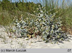 Eryngium maritimum (mikołajek nadmorski)