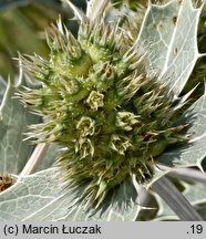 Eryngium maritimum (mikołajek nadmorski)