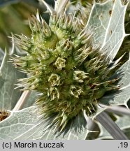 Eryngium maritimum (mikołajek nadmorski)