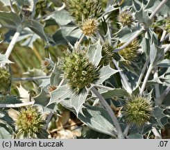 Eryngium maritimum (mikołajek nadmorski)