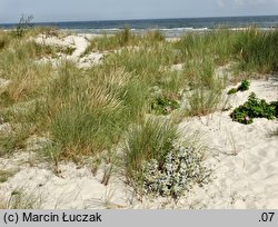 Eryngium maritimum (mikołajek nadmorski)