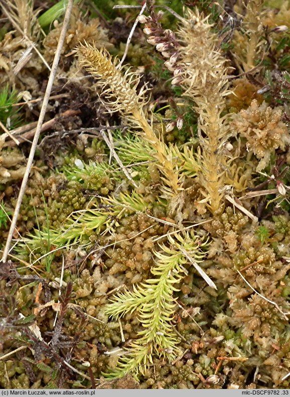 Lycopodiella inundata (widłaczek torfowy)