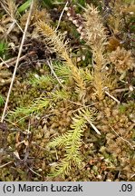 Lycopodiella inundata (widłaczek torfowy)