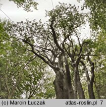 Sorbus intermedia (jarząb szwedzki)