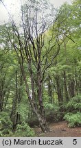 Sorbus intermedia (jarząb szwedzki)