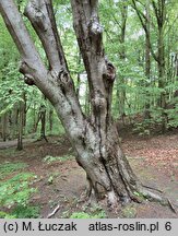 Sorbus intermedia (jarząb szwedzki)