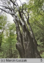 Sorbus intermedia (jarząb szwedzki)