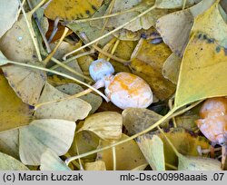 Ginkgo biloba (miłorząb dwuklapowy)