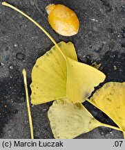 Ginkgo biloba (miłorząb dwuklapowy)