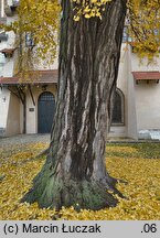 Ginkgo biloba (miłorząb dwuklapowy)