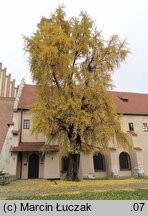 Ginkgo biloba (miłorząb dwuklapowy)