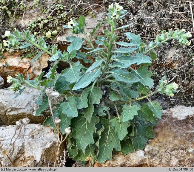 Hyoscyamus albus (lulek biały)