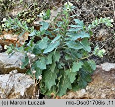 Hyoscyamus albus (lulek biały)