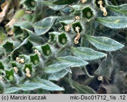 Hyoscyamus albus (lulek biały)