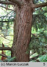 Cunninghamia lanceolata (kaningamia chińska)