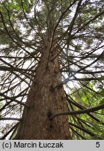 Sequoiadendron giganteum (mamutowiec olbrzymi)