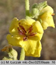 Verbascum sinuatum (dziewanna zatokowata)