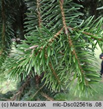 Abies cephalonica (jodła grecka)