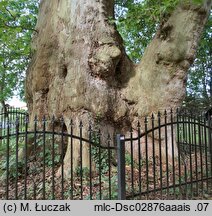 Platanus ×hispanica (platan klonolistny)