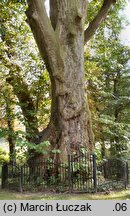 Platanus ×hispanica (platan klonolistny)