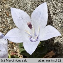 Campanula fragilis ssp. fragilis (dzwonek neapolitański)