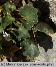 Campanula fragilis ssp. fragilis (dzwonek neapolitański)