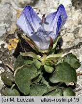 Campanula fragilis ssp. fragilis (dzwonek neapolitański)