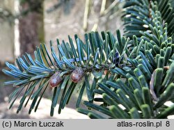 Abies nordmanniana (jodła kaukaska)