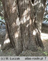 Thuja plicata (żywotnik olbrzymi)