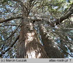 Thuja plicata (żywotnik olbrzymi)