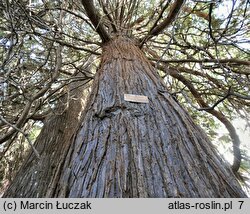 Thuja plicata (żywotnik olbrzymi)