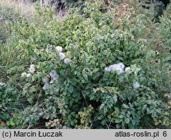 Clematis alpina (powojnik alpejski)