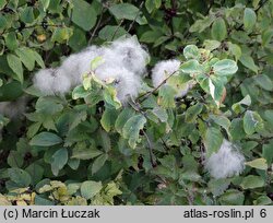 Clematis alpina (powojnik alpejski)