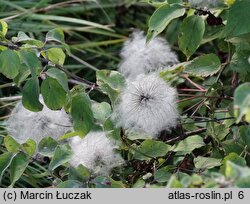 Clematis alpina (powojnik alpejski)