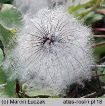 Clematis alpina (powojnik alpejski)