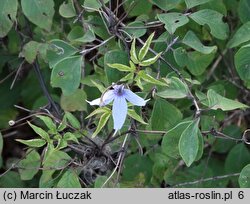 Clematis alpina (powojnik alpejski)