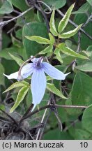 Clematis alpina (powojnik alpejski)