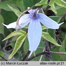 Clematis alpina (powojnik alpejski)