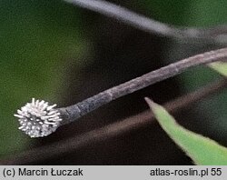 Clematis alpina (powojnik alpejski)