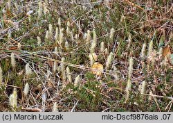 Lycopodiella inundata (widłaczek torfowy)