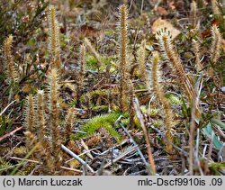 Lycopodiella inundata (widłaczek torfowy)